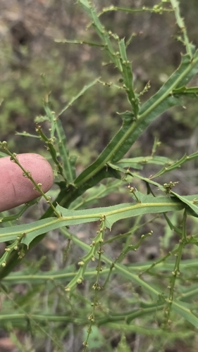Image of Acacia alata by (c) Jay-Jay Werny, some rights reserved (CC BY)
