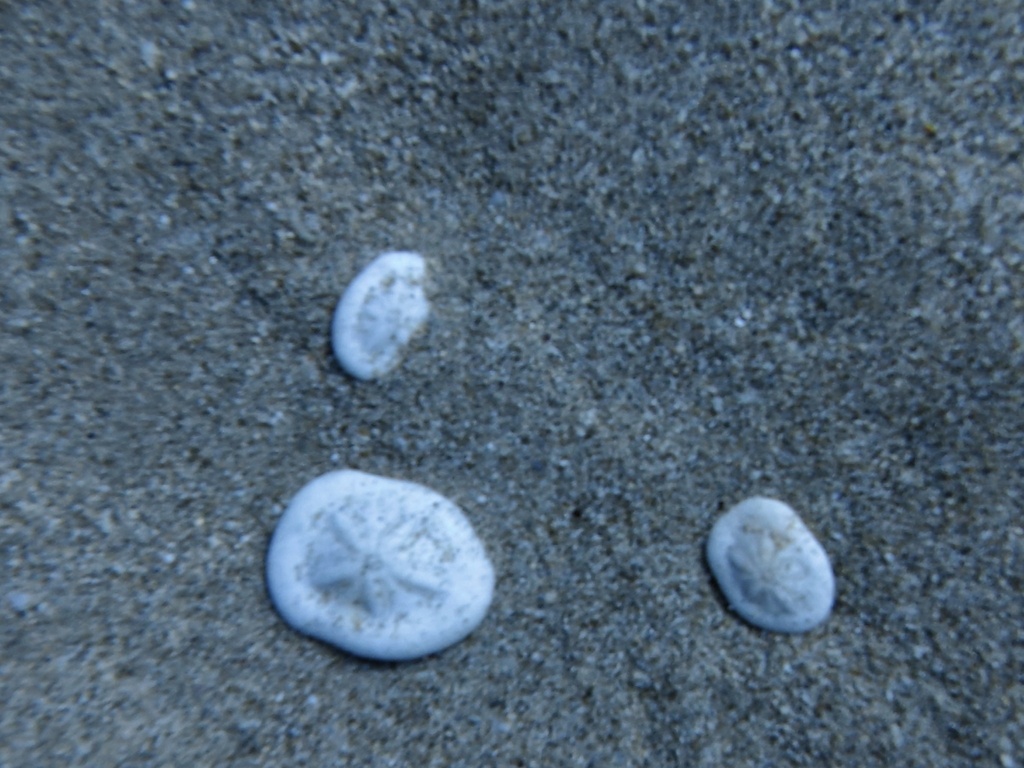 Clypeaster reticulatus