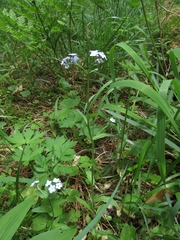 Myosotis krylovii