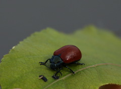 Chrysomela populi