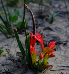 Babiana ringens australis