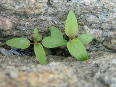 Scutellaria galericulata