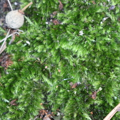 Bryophyta