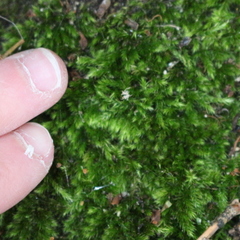Bryophyta