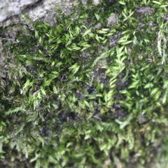 Homalothecium sericeum