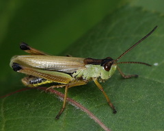 Pseudochorthippus montanus