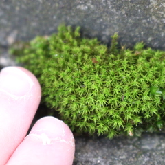 Bryophyta