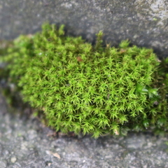Bryophyta