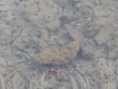 Stichopus vastus