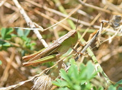 Chorthippus dichrous