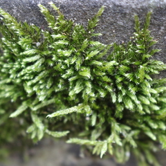 Bryophyta