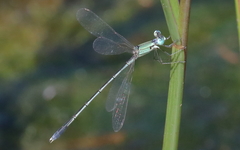 Lestes concinnus