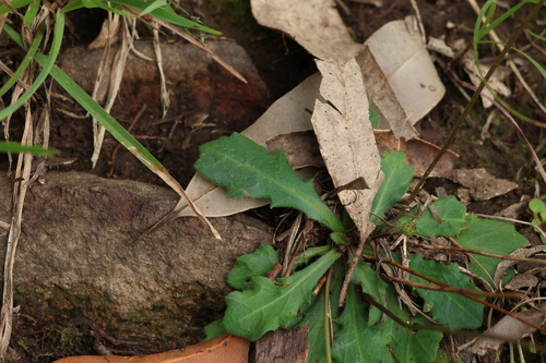 Image of Lagenophora sublyrata by (c) Greg Tasney, some rights reserved (CC BY-SA)
