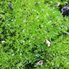 Ptychostomum capillare