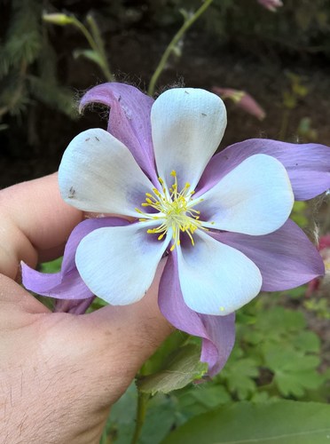 Aquilegia coerulea var. alpina