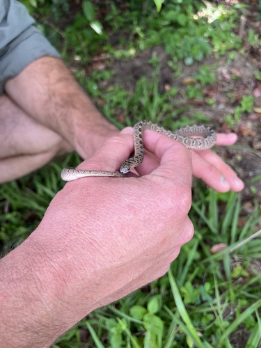 Dasypeltis congolensis