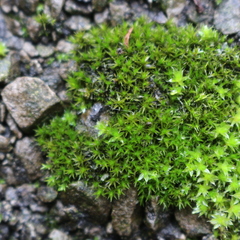 Bryophyta