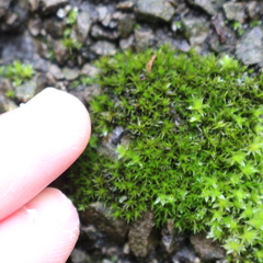 Bryophyta