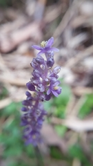 Liriope muscari