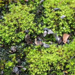 Vinealobryum insulanum