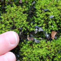 Vinealobryum insulanum