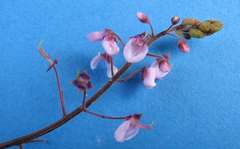 Desmodium axillare