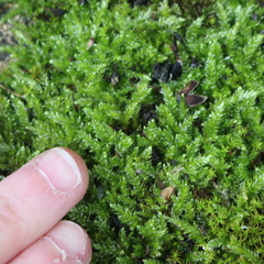 Bryophyta