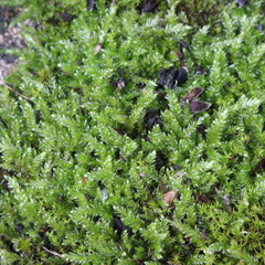 Bryophyta