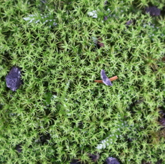 Vinealobryum insulanum