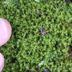 Vinealobryum insulanum
