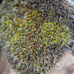 Bryophyta