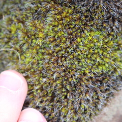 Bryophyta