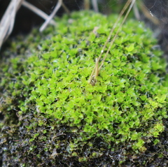 Bryophyta
