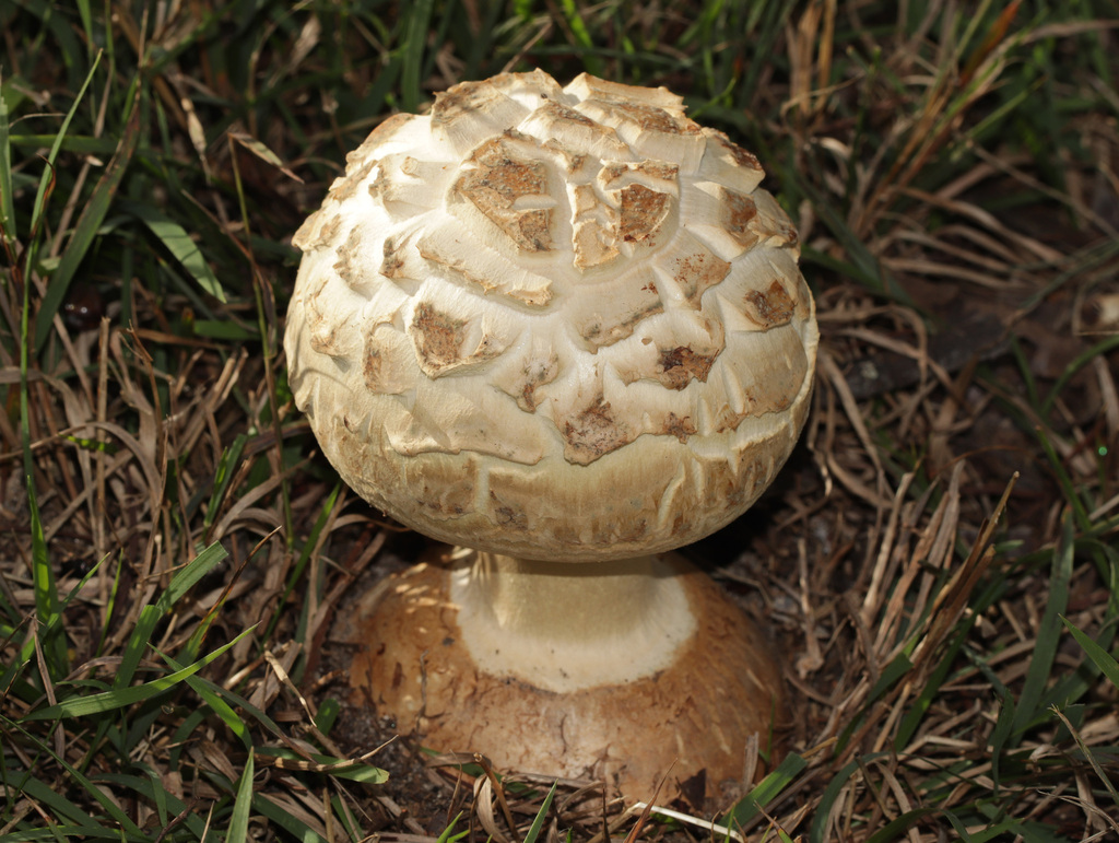 Amanita ochrophylla · April 2025 · photo: © lachlancopeland (iNaturalist, cc-by-sa)