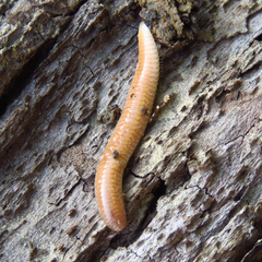 Polyzoniidae