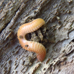 Polyzoniidae