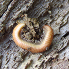Polyzoniidae