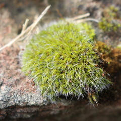Grimmia pulvinata