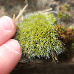 Grimmia pulvinata