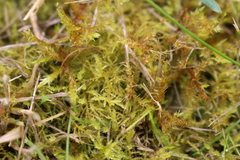 Calliergonella cuspidata