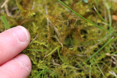 Calliergonella cuspidata