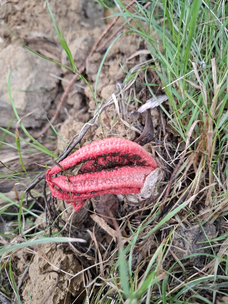 Clathrus archeri · April 2025 · photo: © armillariabianca (iNaturalist, cc0)