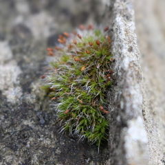 Grimmia pulvinata