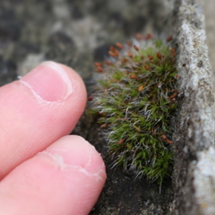 Grimmia pulvinata