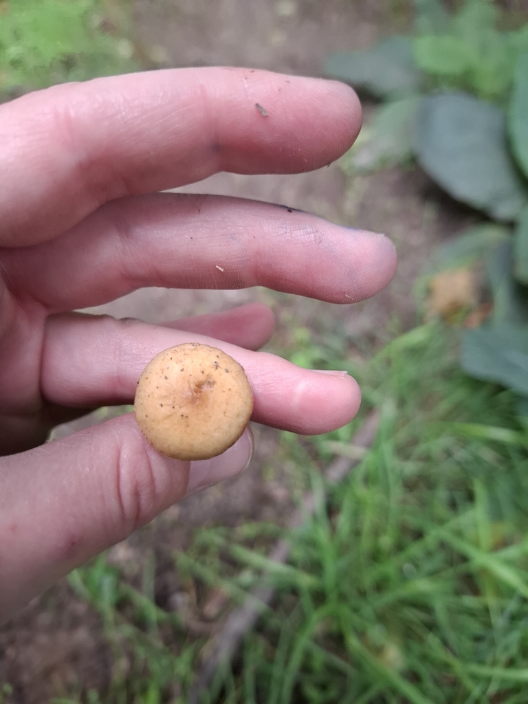 Agrocybe pediades · April 2025 · photo: © armillariabianca (iNaturalist, cc0)