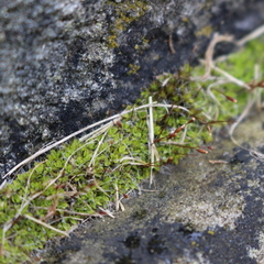 Tortula muralis