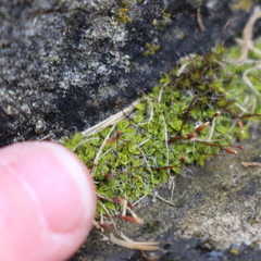 Tortula muralis