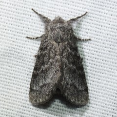 Hypopacha grisea