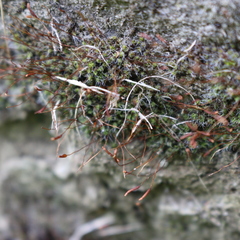 Tortula muralis