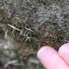 Tortula muralis